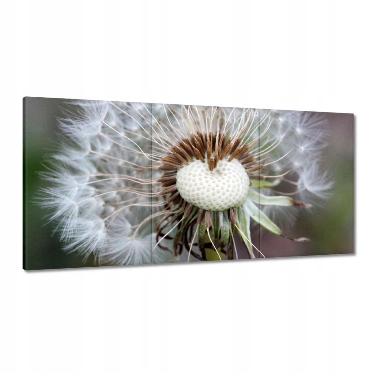 Obrazy 180x90 Púpava Kvet Kvety