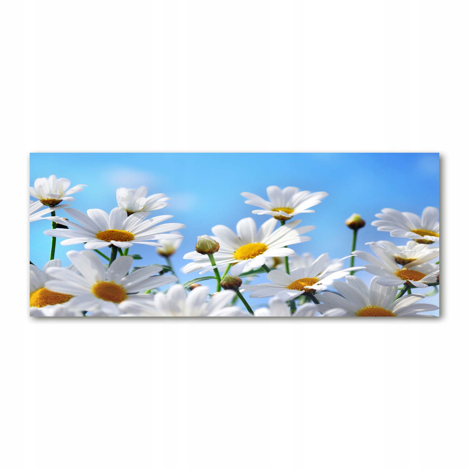 

Foto obraz akryl nowoczesny Stokrotki 125x50 cm