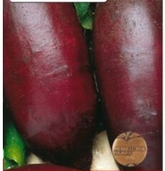 155. BURAK ĆWIKŁOWY OPOLSKI