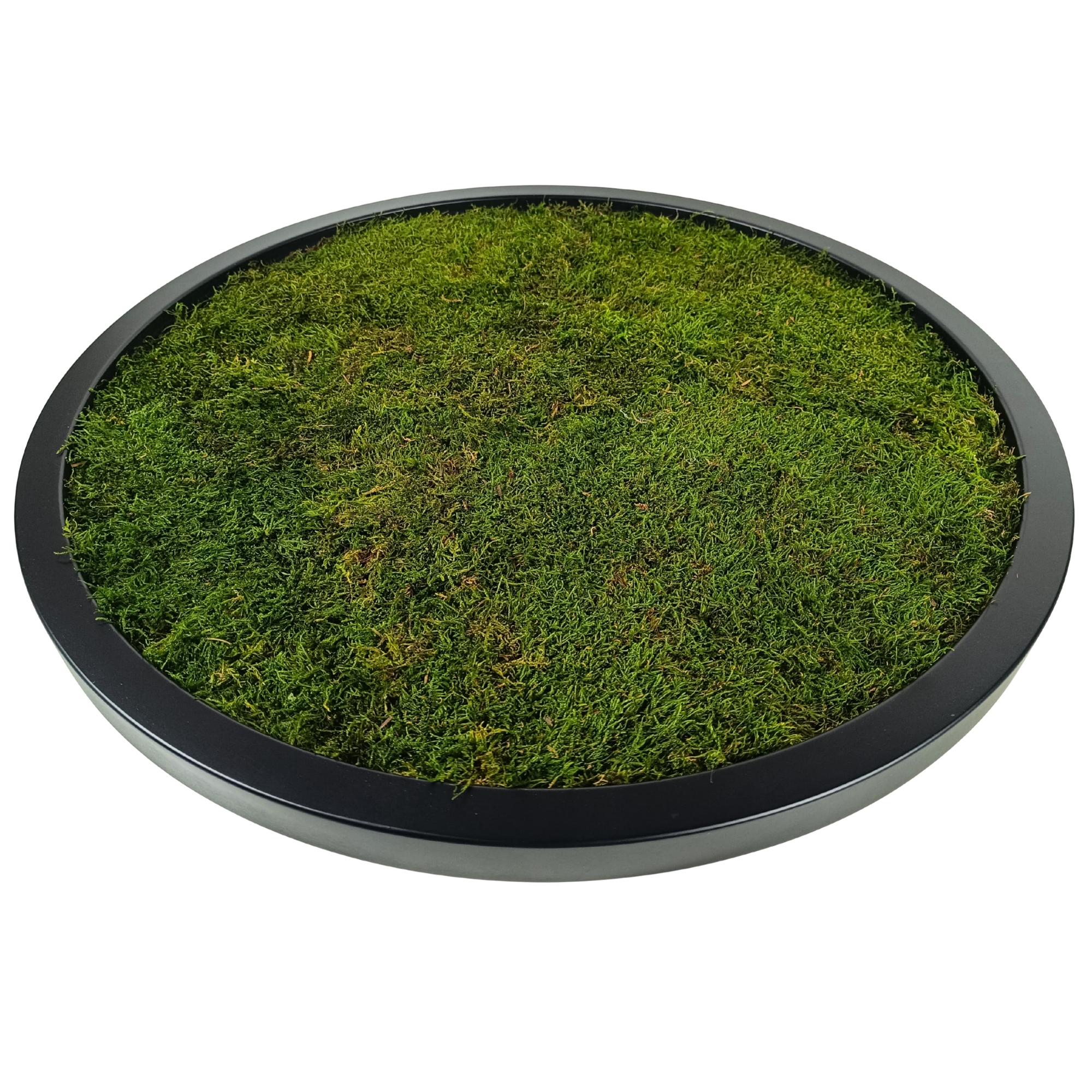 Obraz Mech Plochý dřevěný Kulatý černý rám Živý stabilizovaný 30 cm