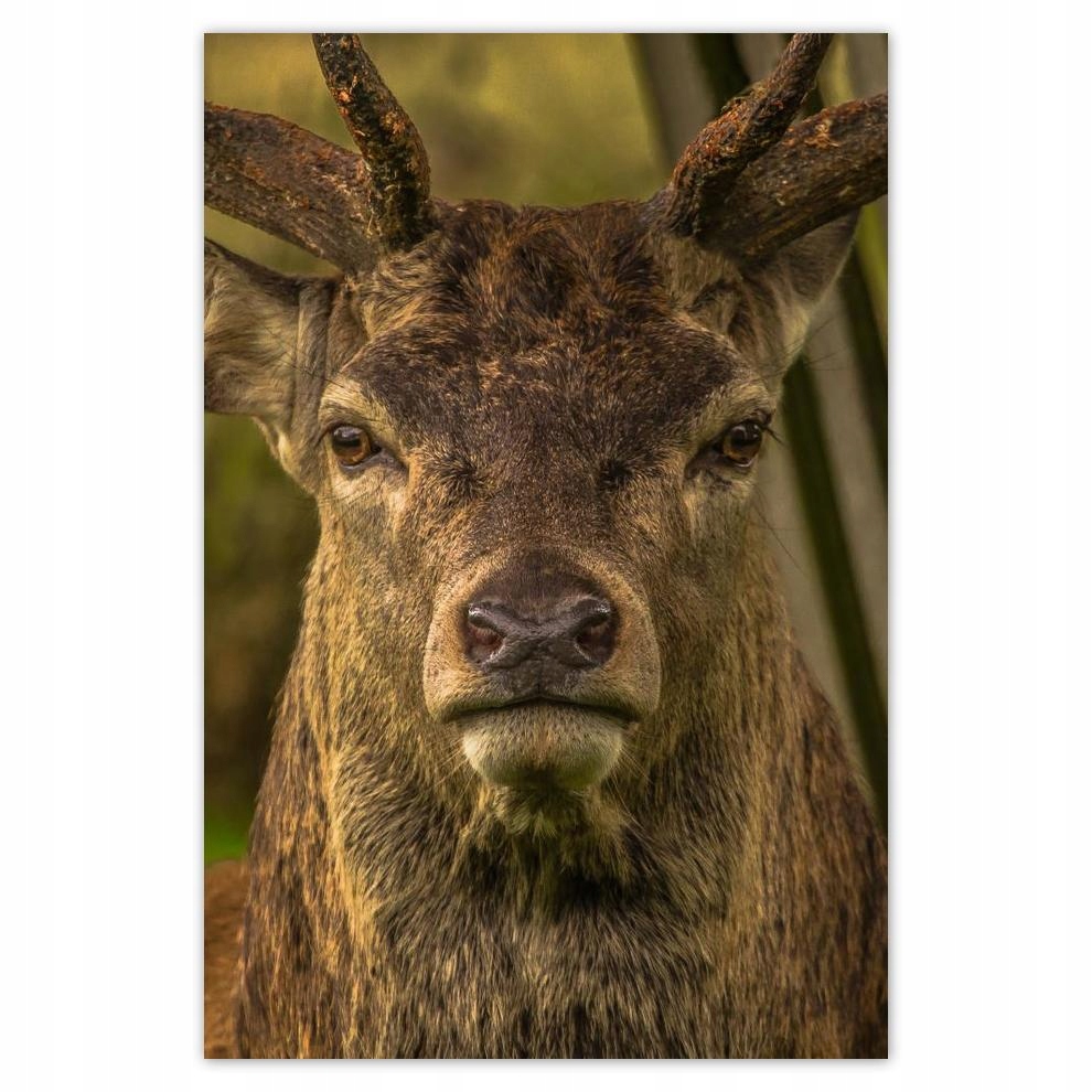

Plakat 40x60 Jeleń Spojrzenie