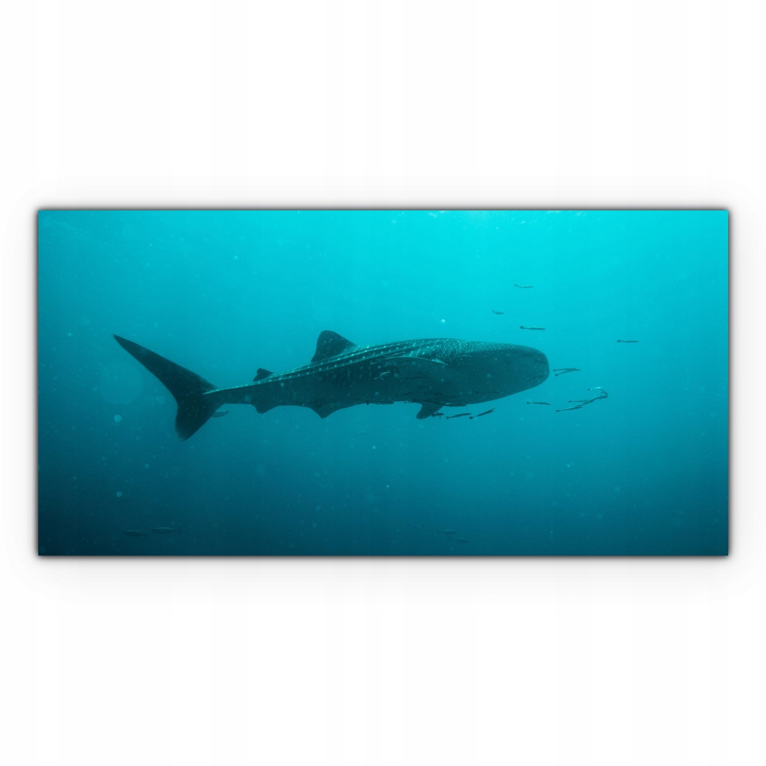 

Canvas na ramie na ścianę 100x50 Orka Ocean Morze