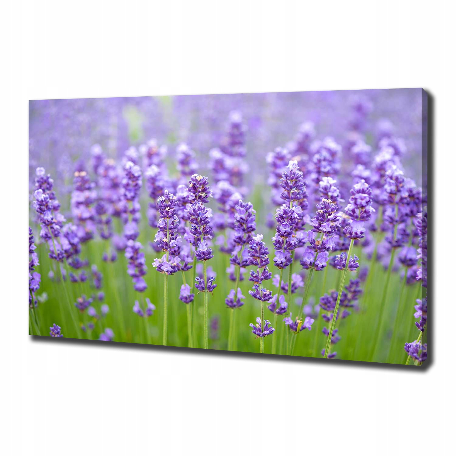 

Foto obraz canvas na ścianę Lawenda 100x70 cm