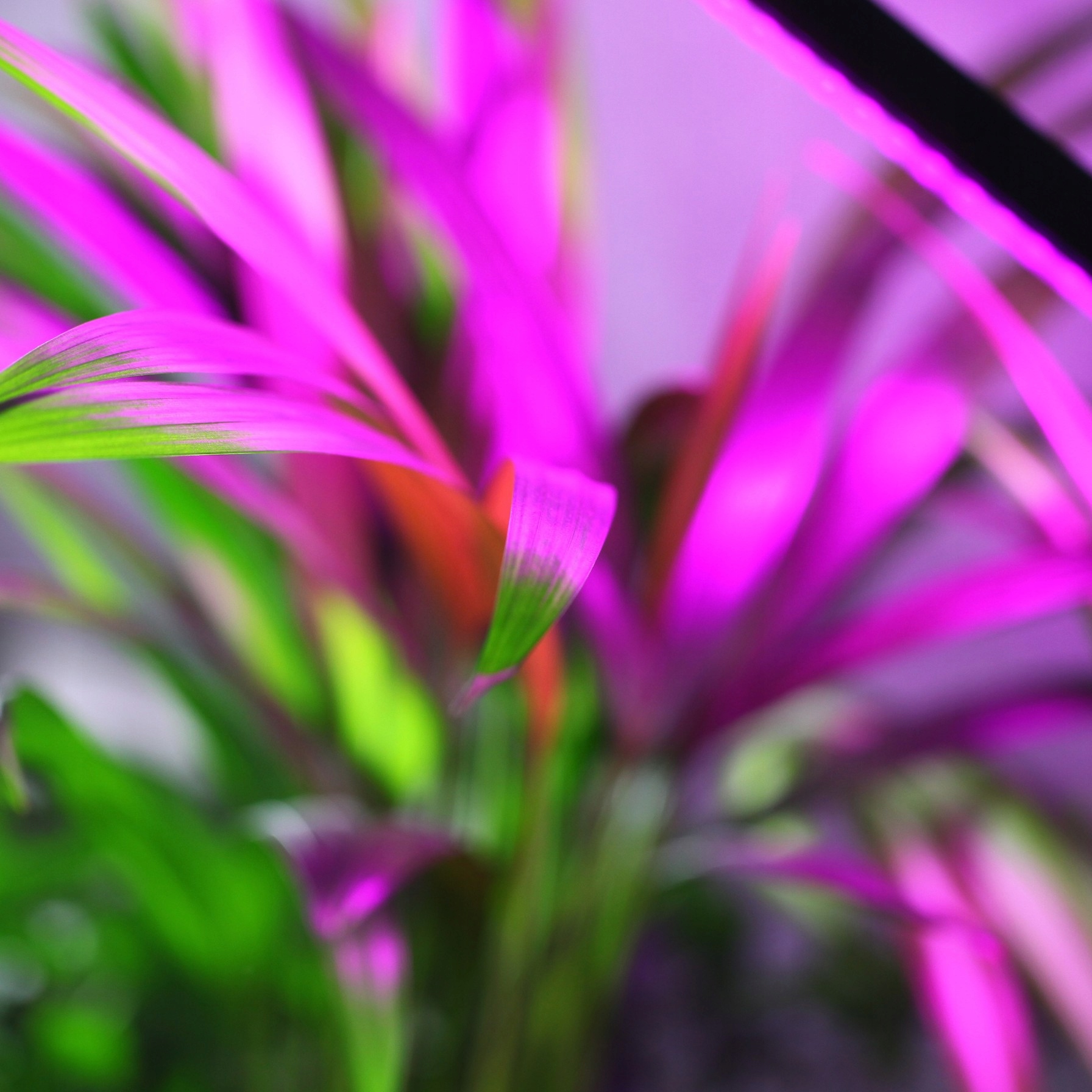 LAMPA DO WZROSTU UPRAWY ROŚLIN LED GROW LIGHT TIMER 9 POZIOMÓW ŚWIECENIA Marka Retoo