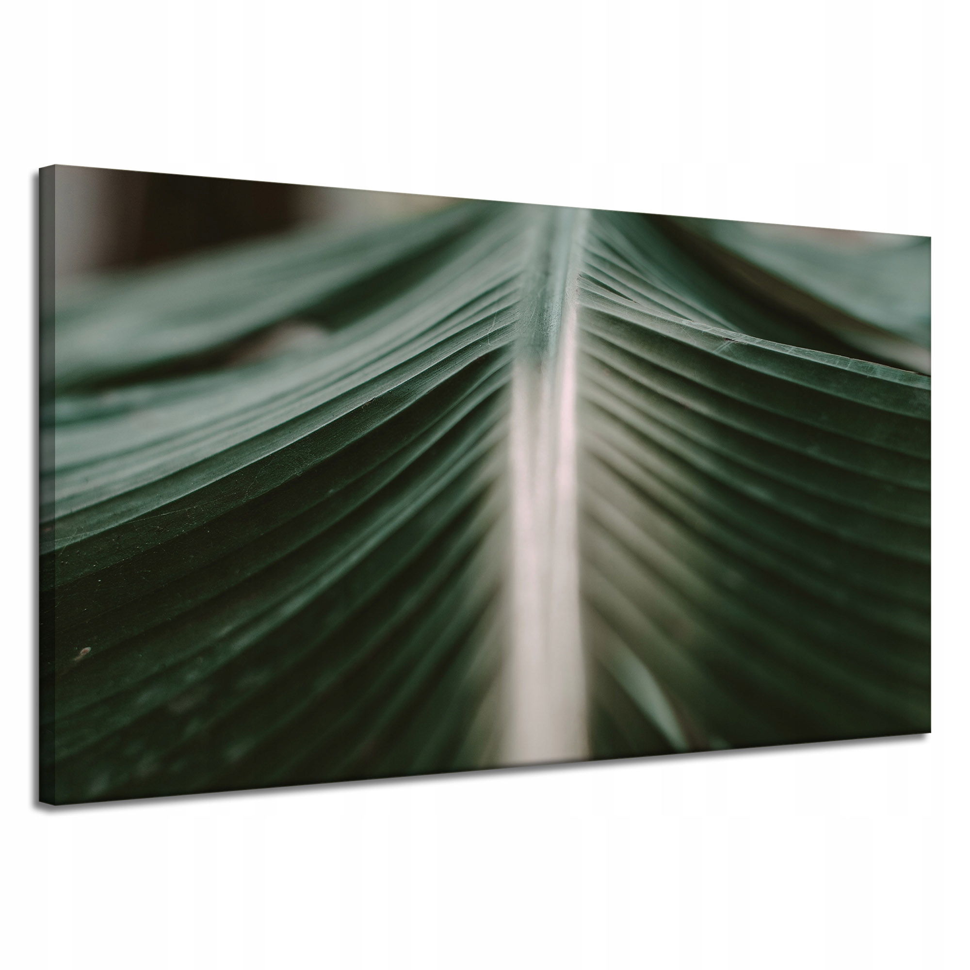 Obraz na plátně Příroda List Palmy 120x70
