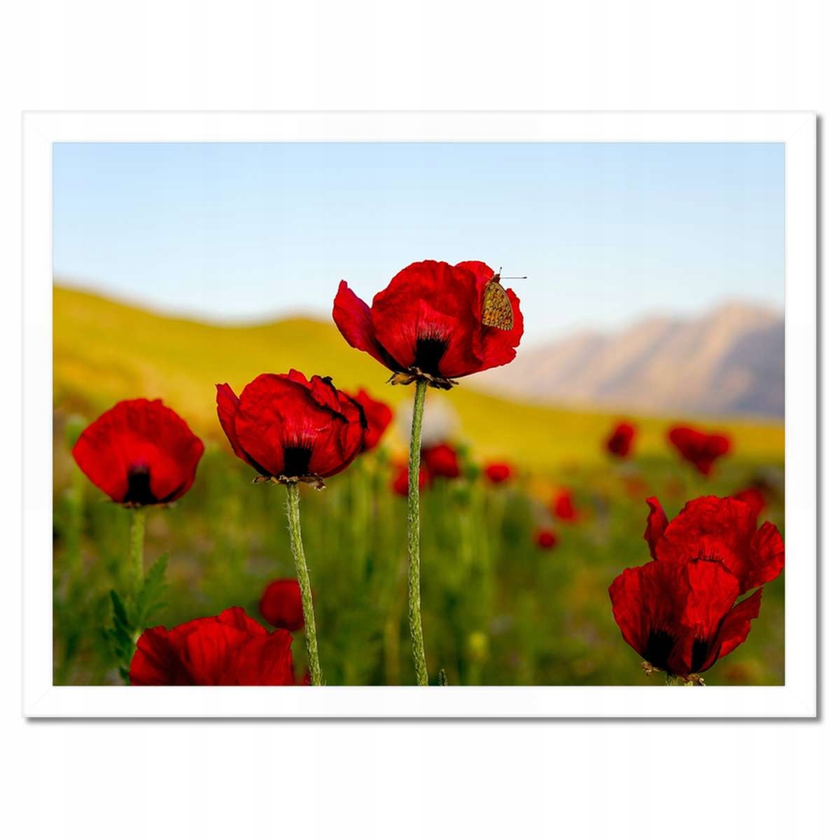 Plakáty v rámu 40x30 Červené máky Květiny Hory