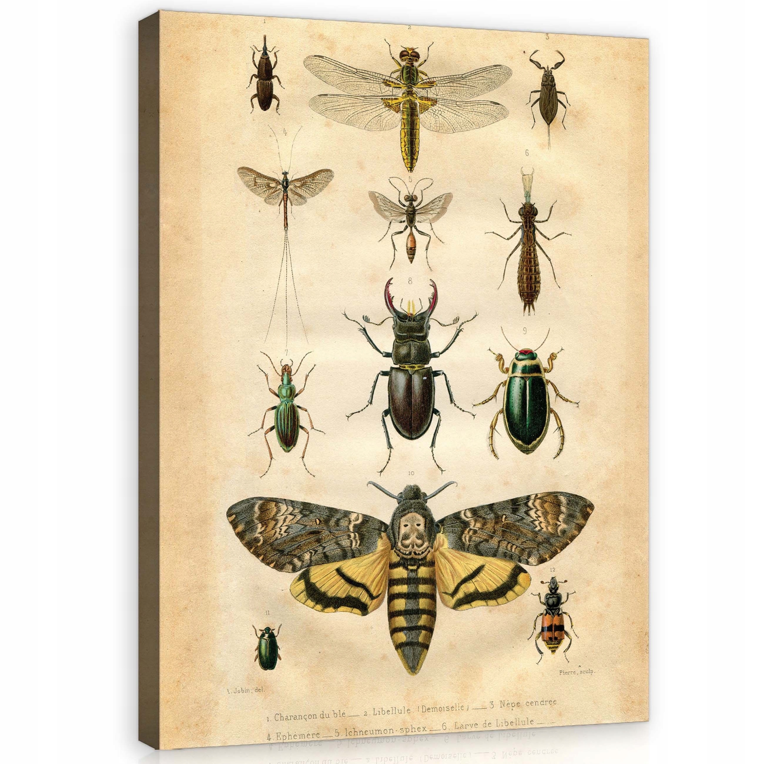 Obraz 60x80 Hmyz entomologie vědecká ilustrace vintage kolekce