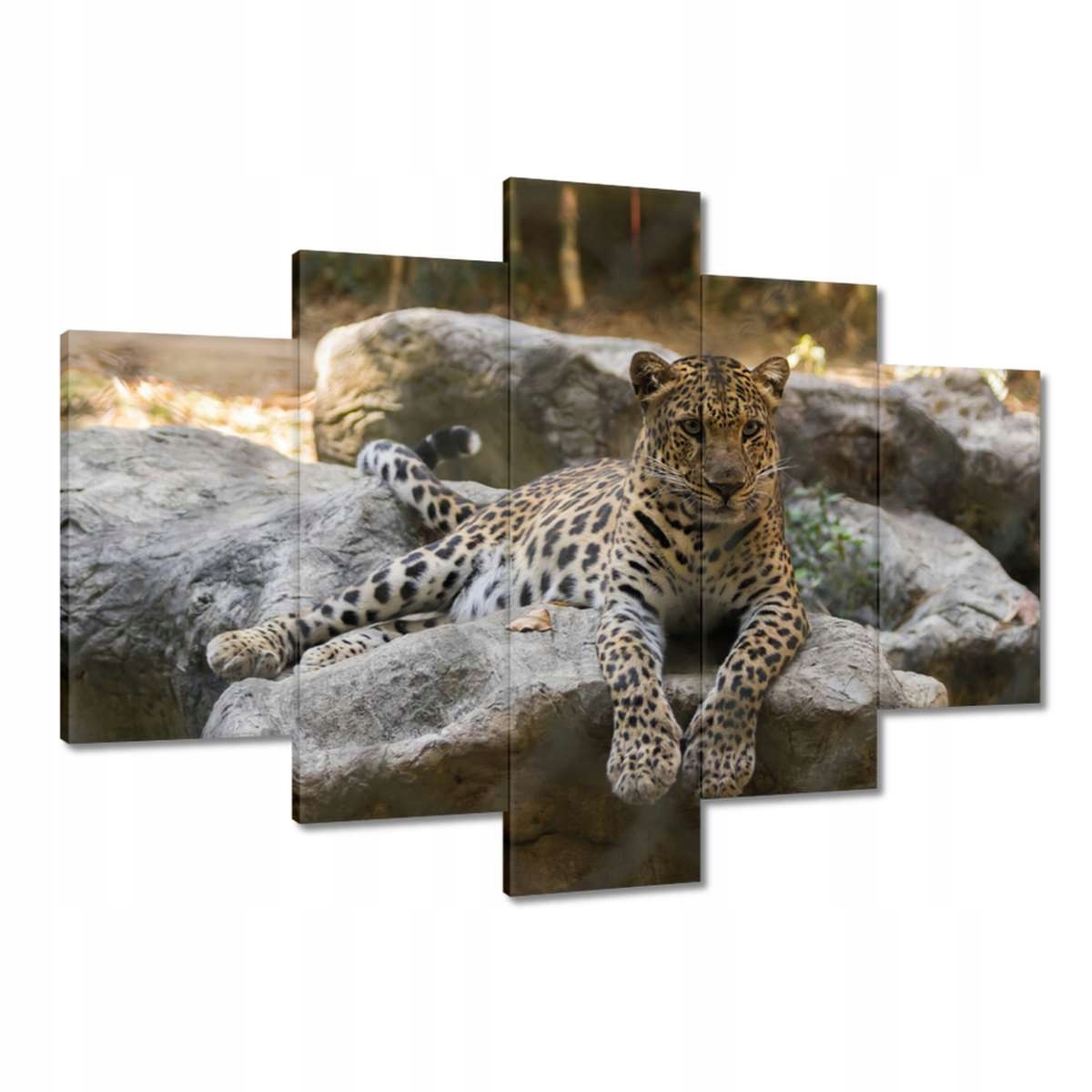 Obrazy 150x105 Leopard