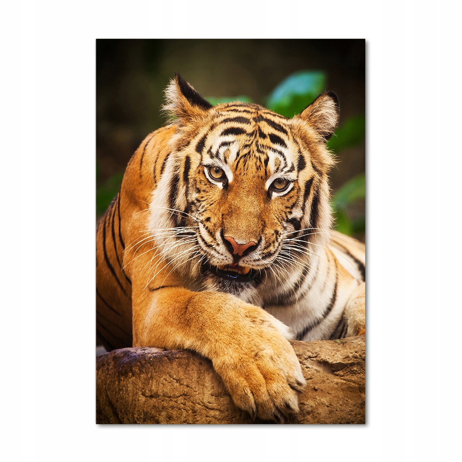 

Foto obraz szkło akrylowe Tygrys bengalski 70x100