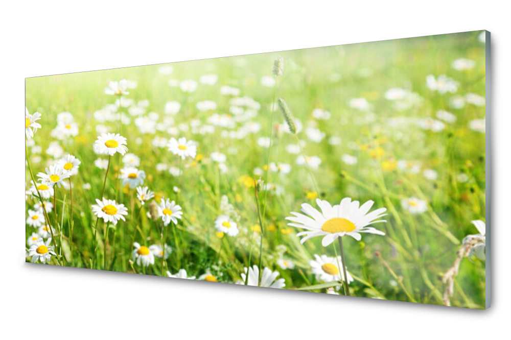 

Panel szklany do kuchni Łąka Stokrotki 125x50