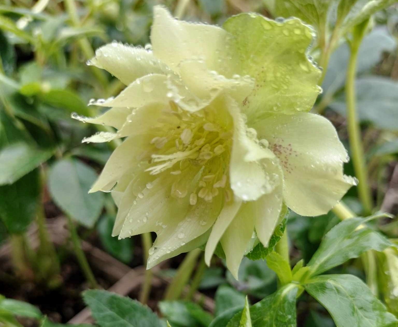 Helleborus Ciemiernik Double Ellen Green Spotted-LIMONKOWY Producent inna