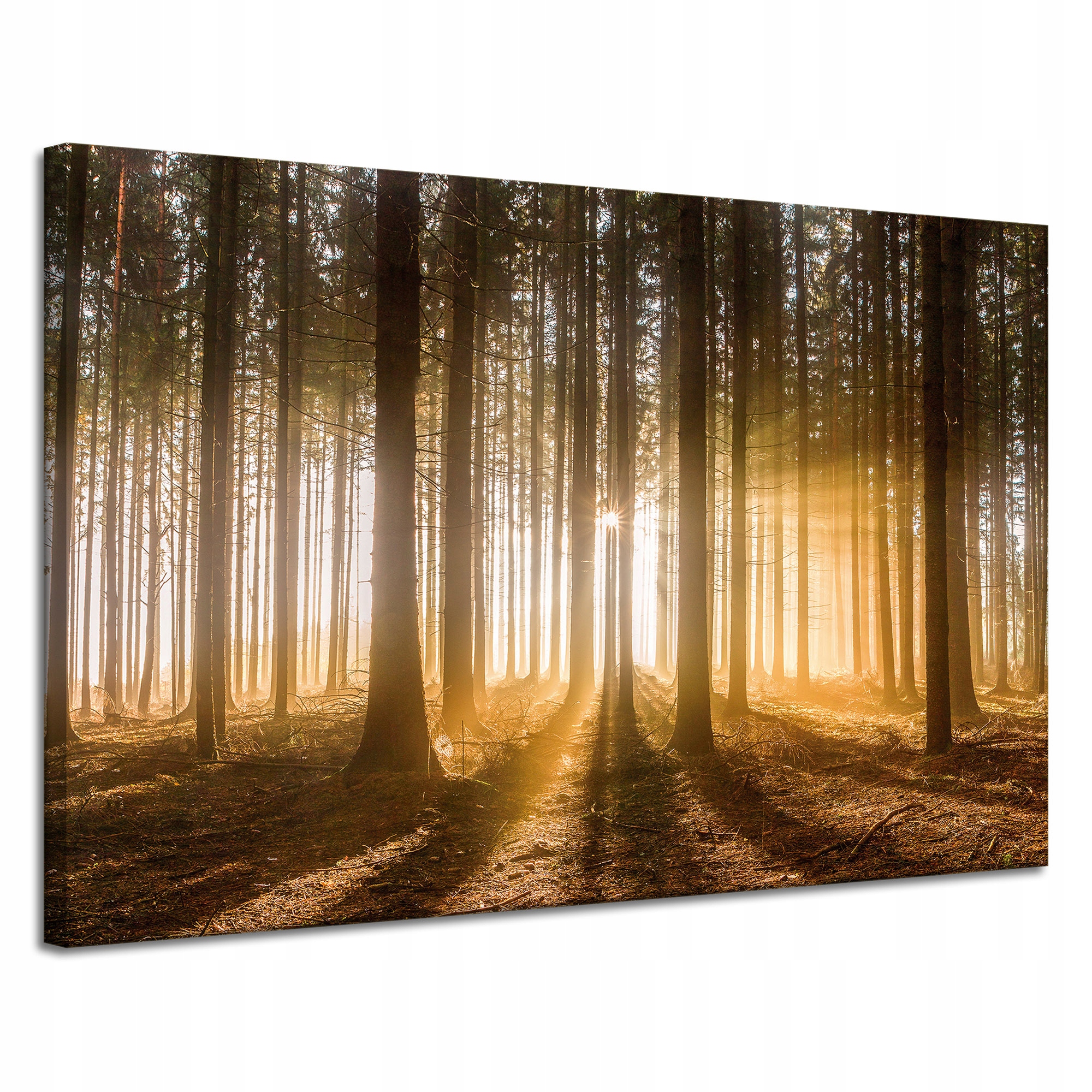 Obraz na plátně Slunce v lese Světlo Stromy 120x80 cm