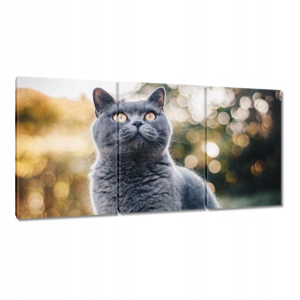 

Obrazy 120x60 Uwodzący kot Kotek