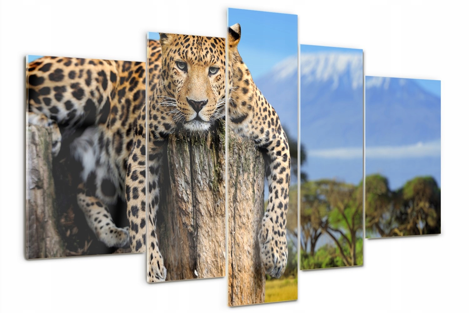 

Foto Obraz szklany duży tryptyk Lampart na pniu