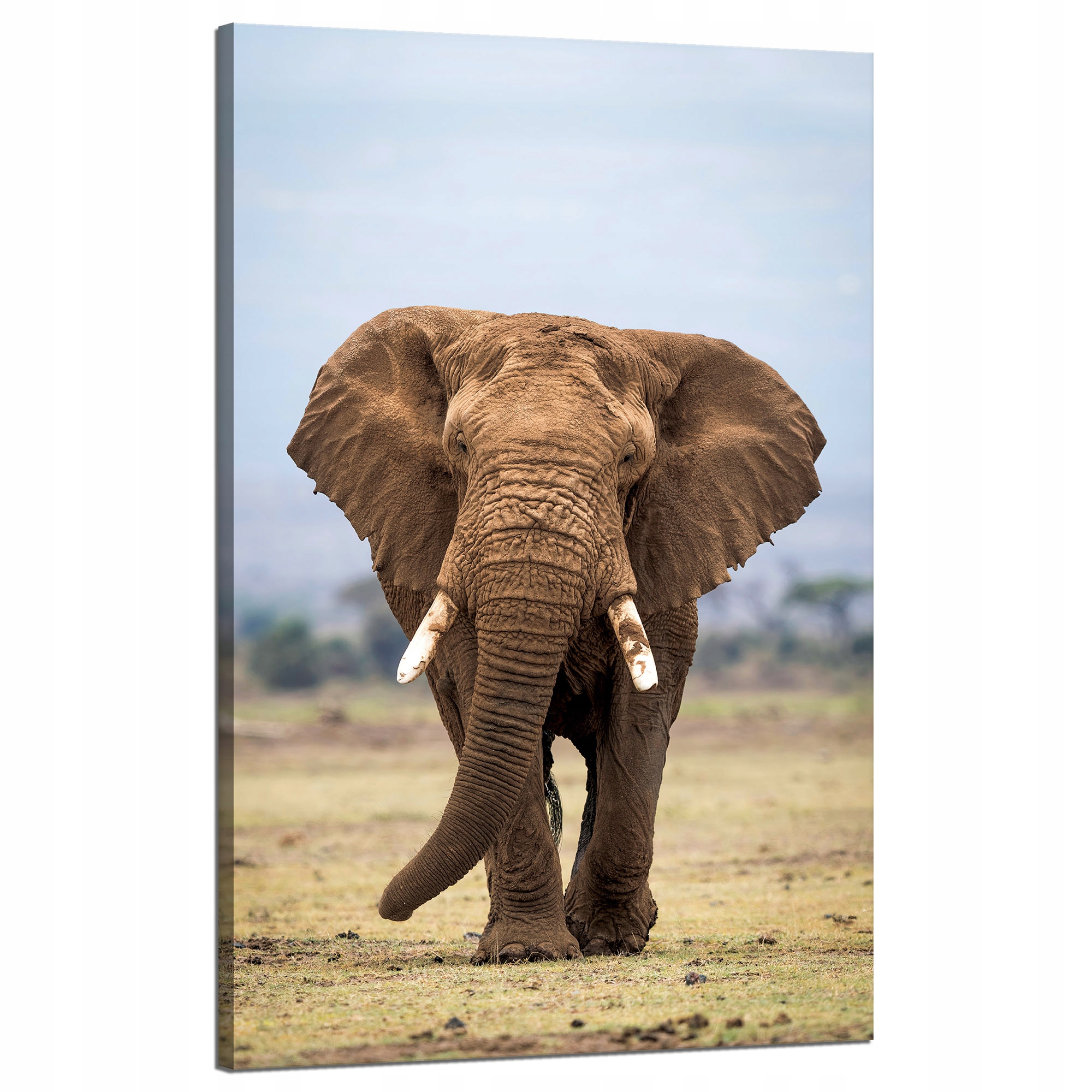 Obraz na plátně Slon Afrika Umění Příroda 50x80 cm