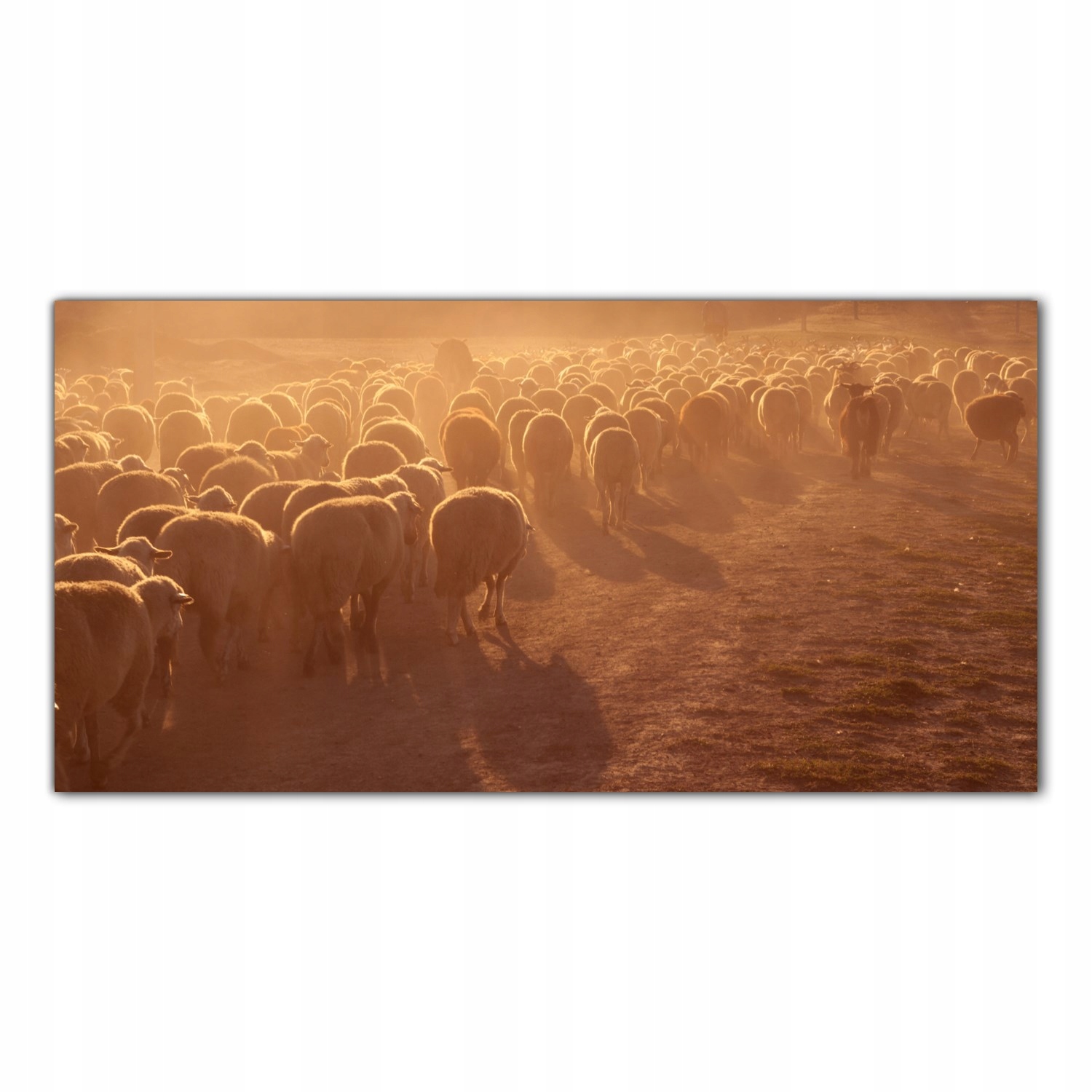 Ovce Západ Slunce 140x70 Kuchyňské skleněné panely
