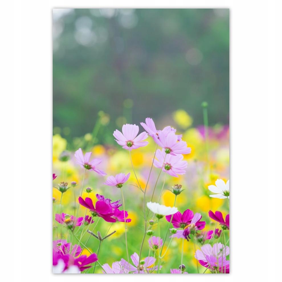 

Plakaty 40x60 Kwiatki Kwiaty