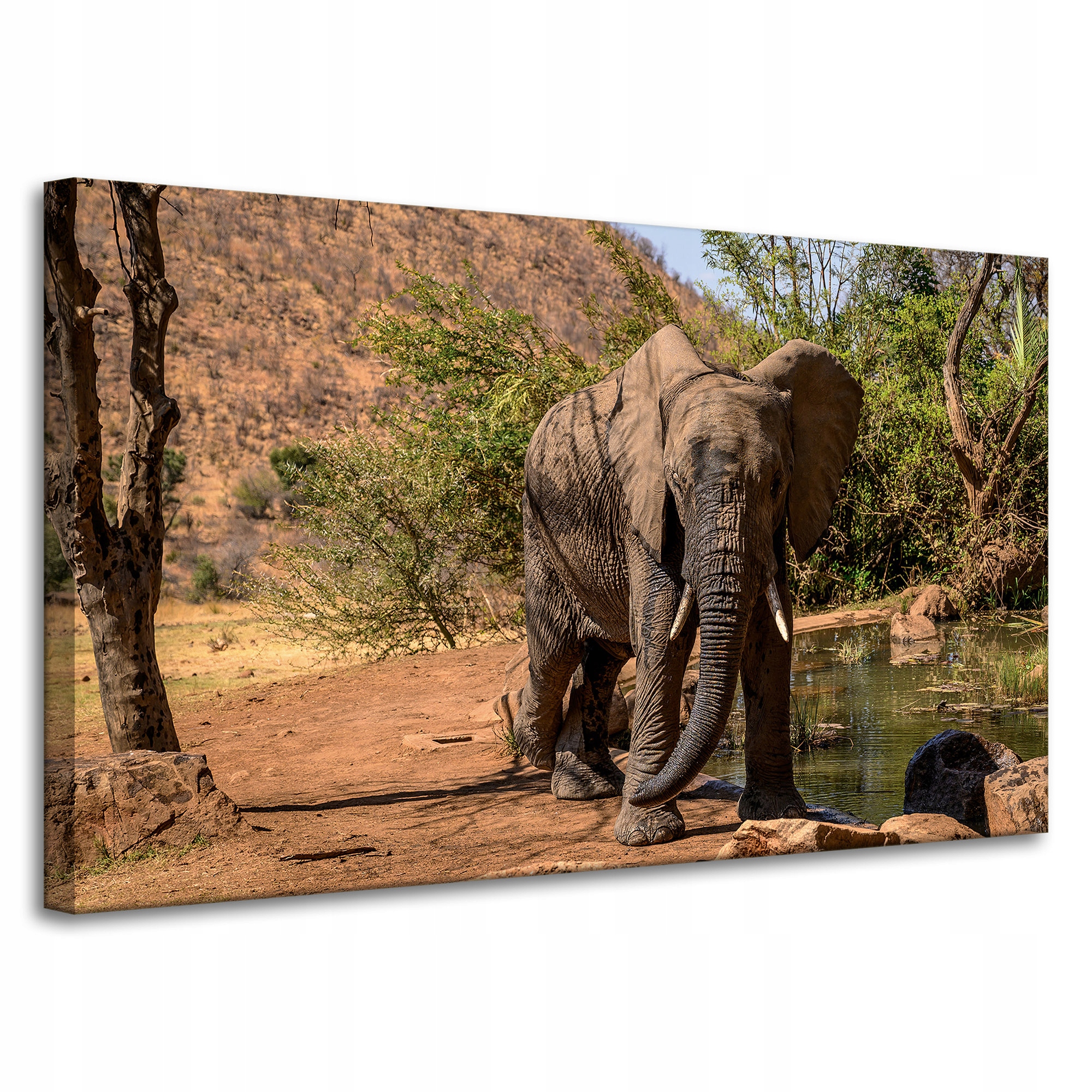 Obraz na plátně Slon Afrika Voda Bahno Slunce 100x60 cm Ideální jako dárek