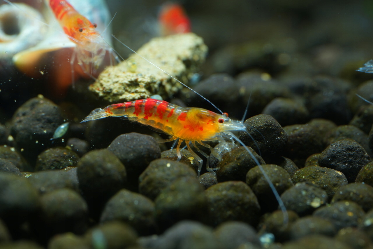 Krewetki Calceo Red Dragon
