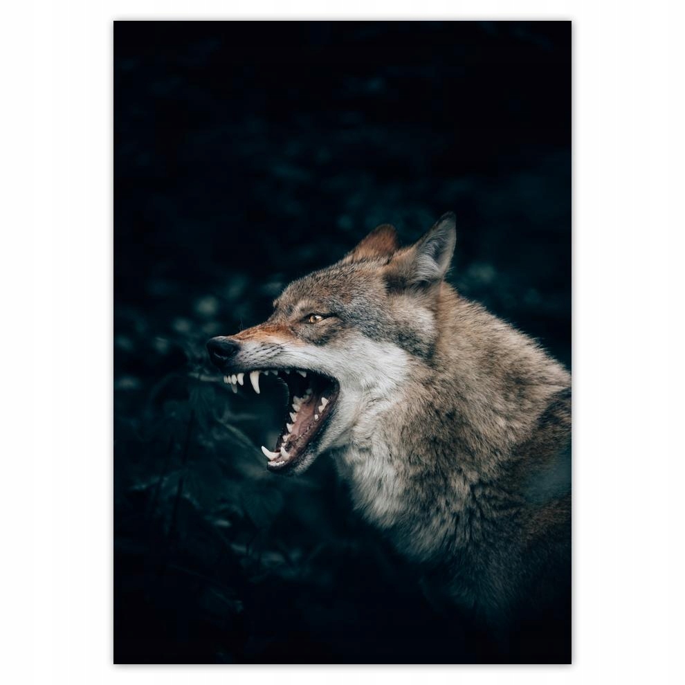 

Naklejki 50x70 Wilk Wilki Wolf