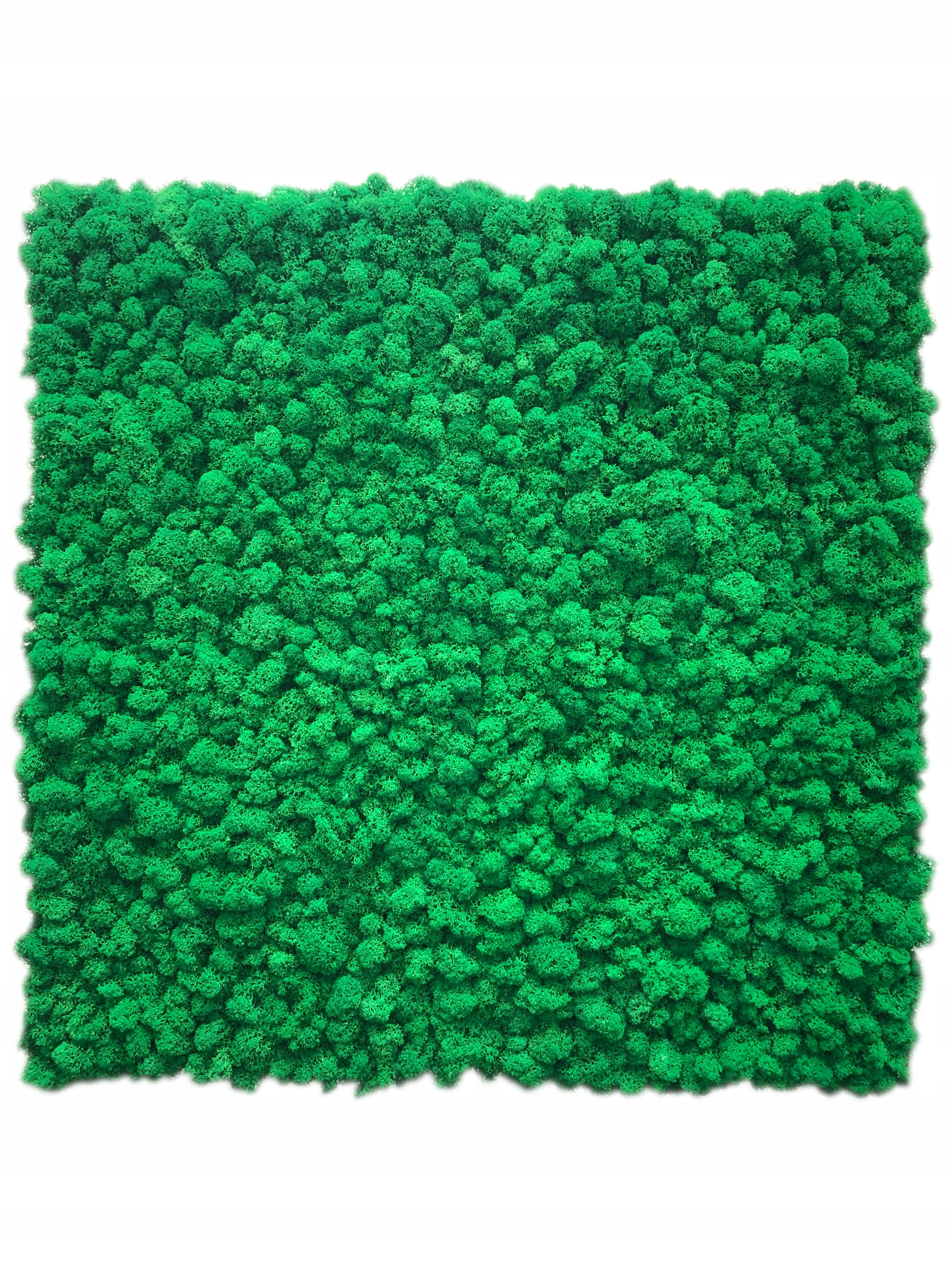 Panel z finského mechu Chrobotka Premium! 40x40 cm