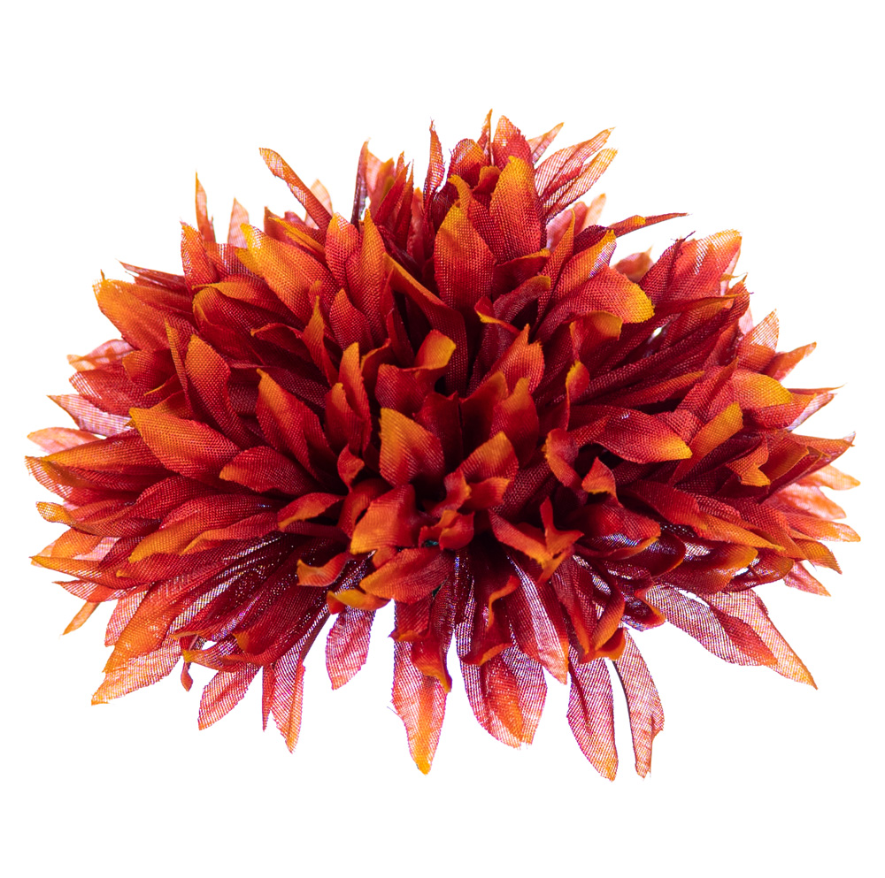 

Chryzantema Aster główka rudo pomarańczowa