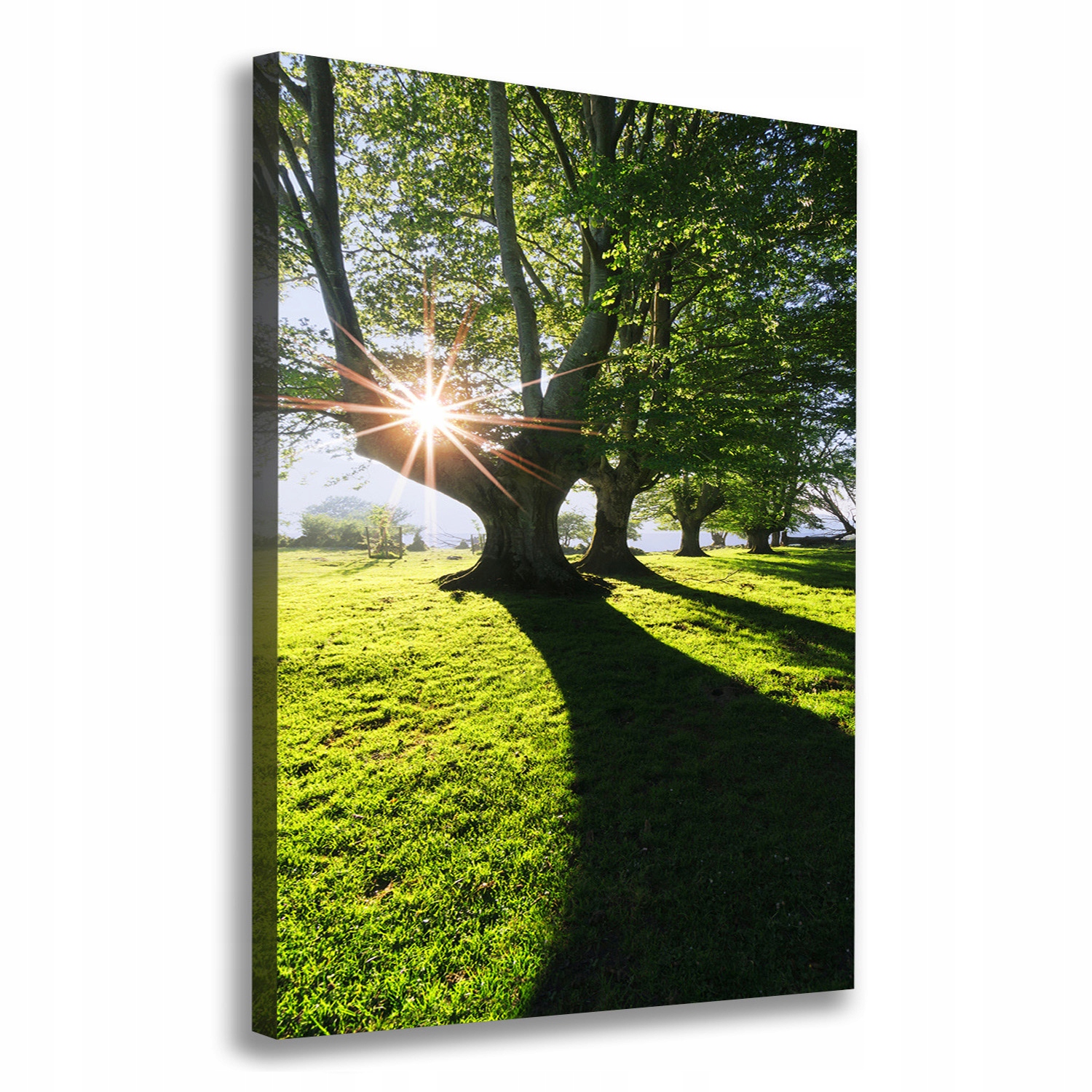 

Foto obraz drukowany na płótnie Park 70x100 cm