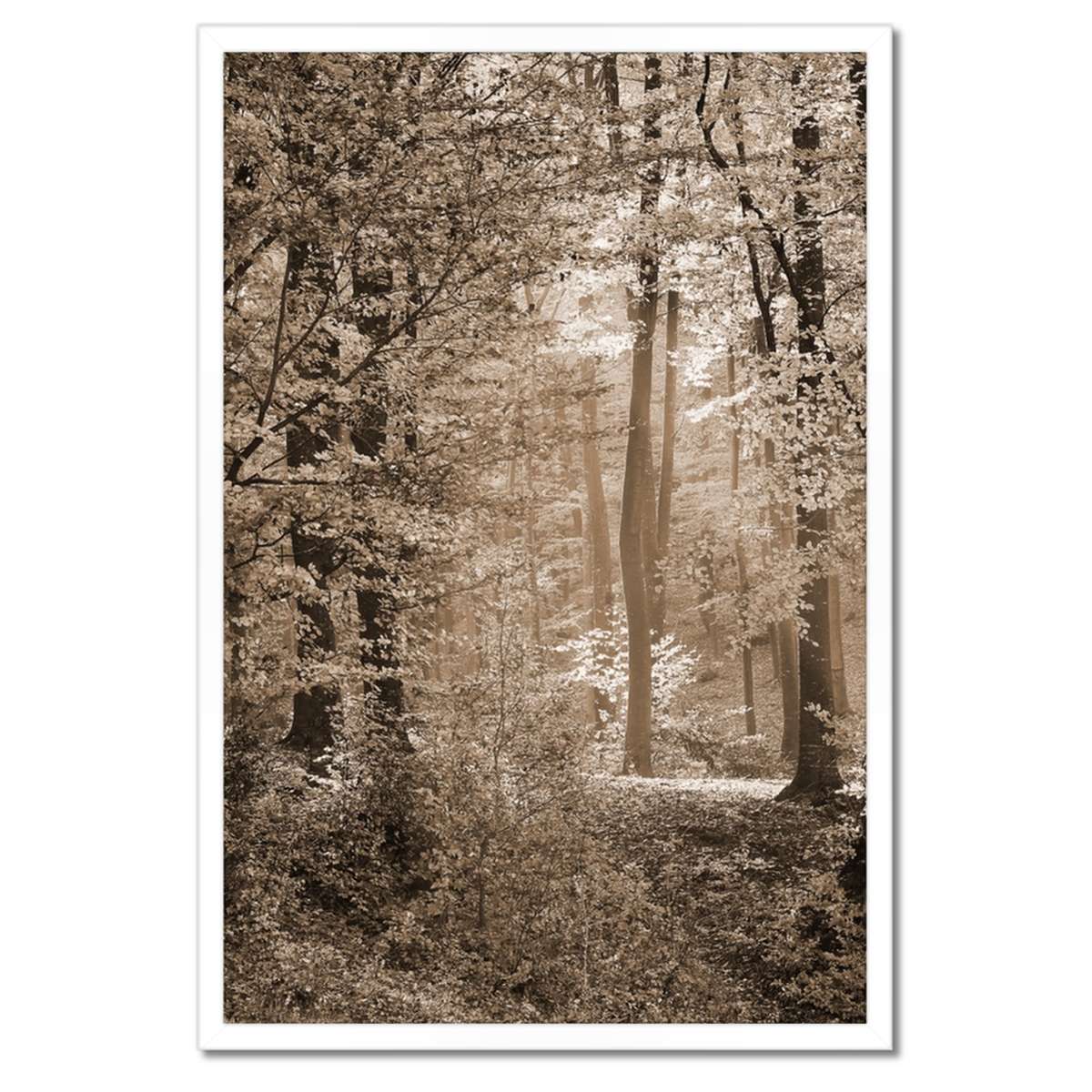 Plakáty v rámu 40x60 Les v barvě sépie