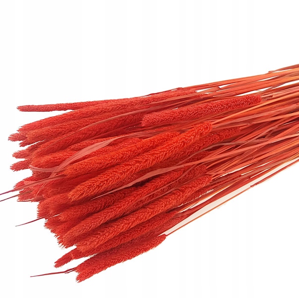 

Tymotka Łąkowa Jaskrawopom. trawa na suche bukiety