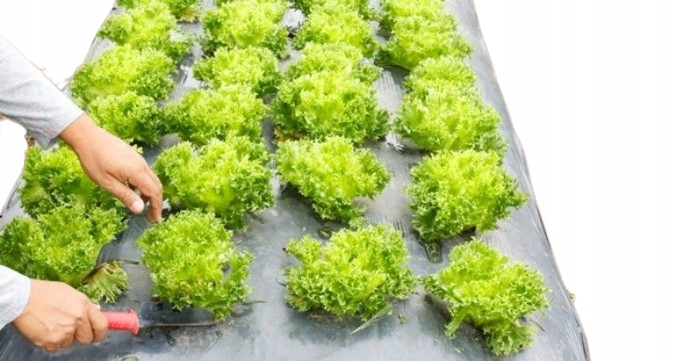 Agrotextilie s otvory pro Zeleninu 1,10x10 4 řady