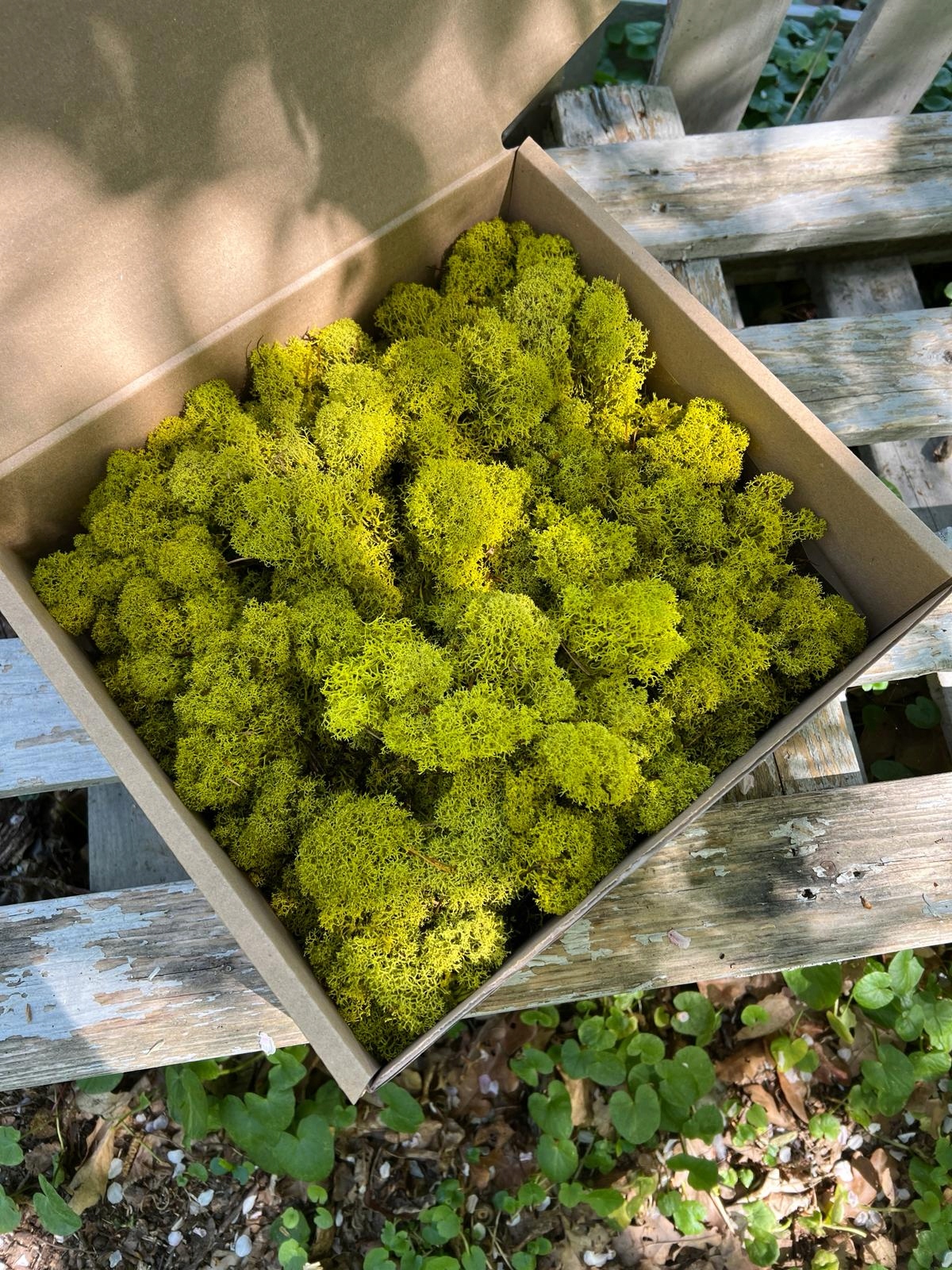 Mech chrobotek Spring Green Reniferowy STROIK 100g Rodzaj mech chrobotek