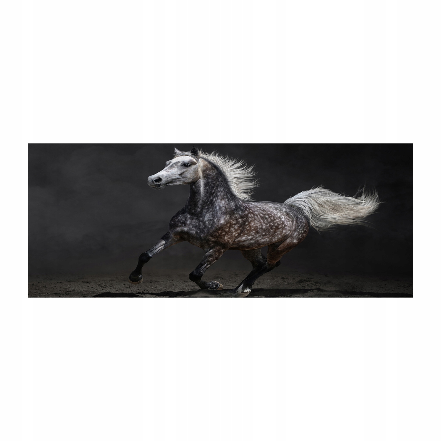 

Foto obraz szkło akryl Szary koń arabski 125x50 cm