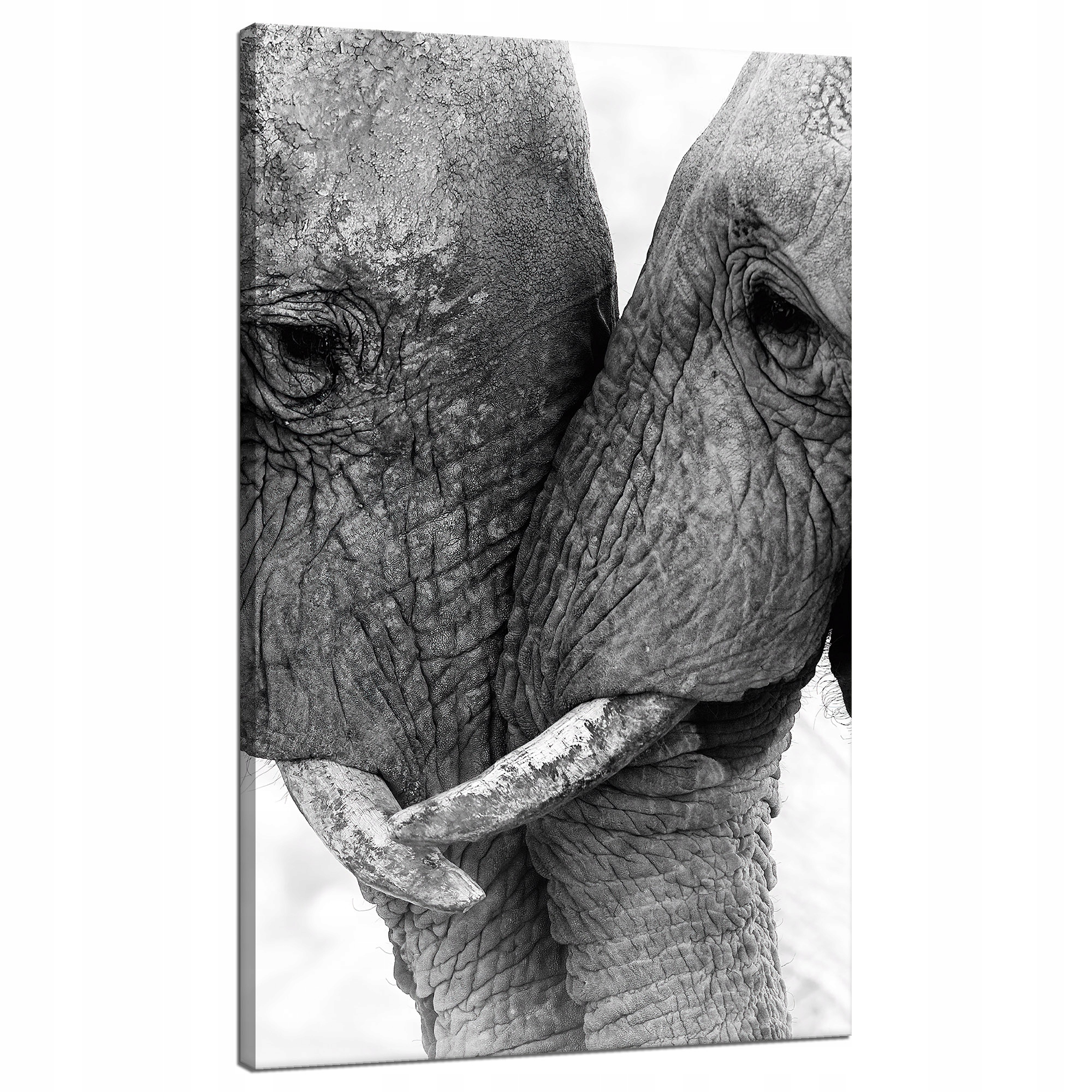 Obraz na plátně Zblízka Slonů Šedá Příroda 70x120 cm