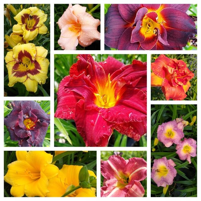 Nawóz Pro 1kg Osmocote 5-6msc uniwersalny do Roślin zielonych Forma granulat