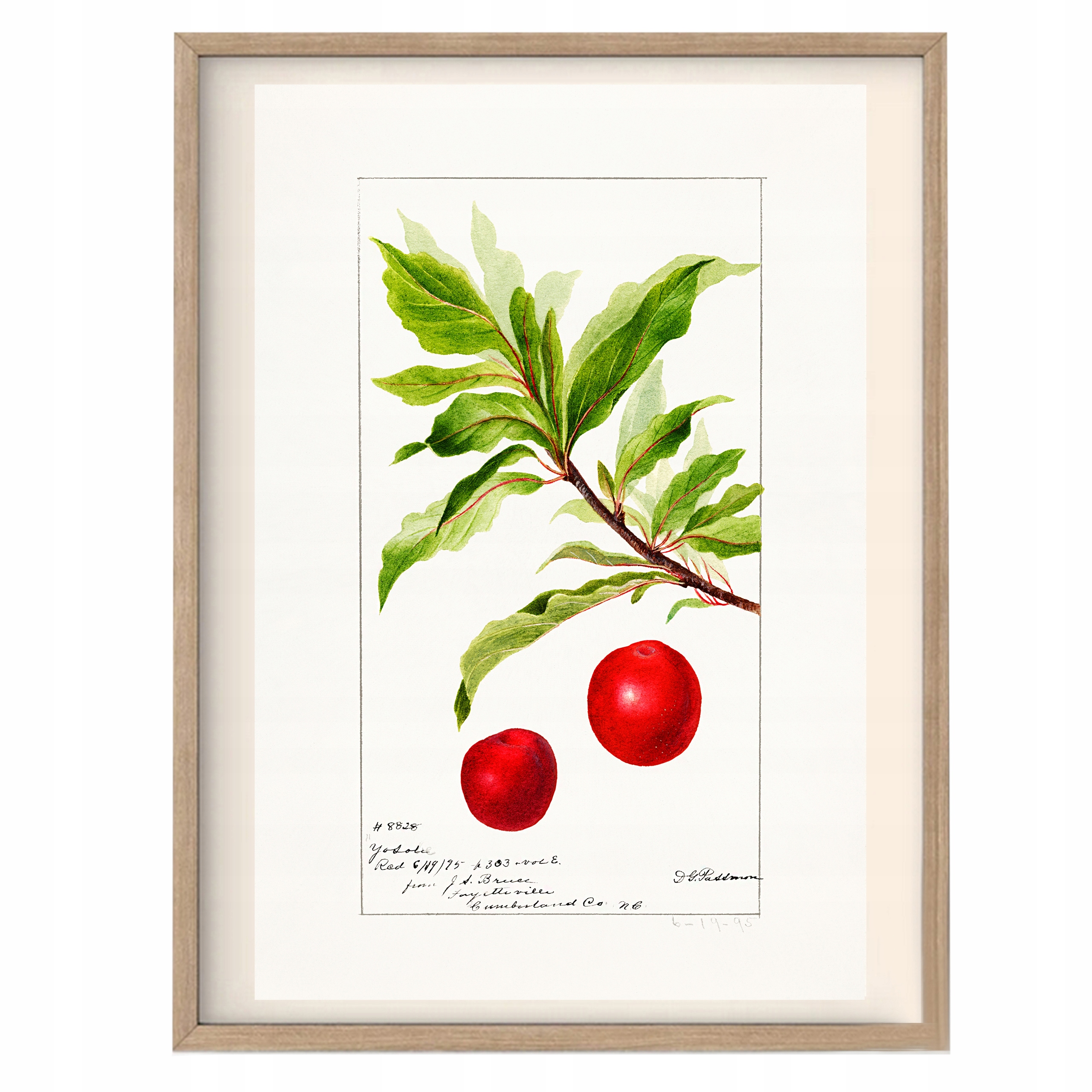 

Obrazek do Kuchni Plakat Vintage Wiśnie Retro A3