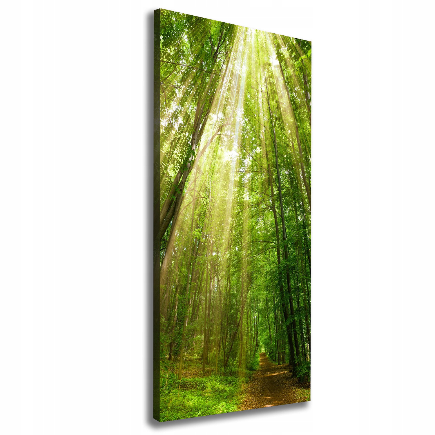 

Foto obraz na płótnie Ścieżka w lesie 50x125 cm