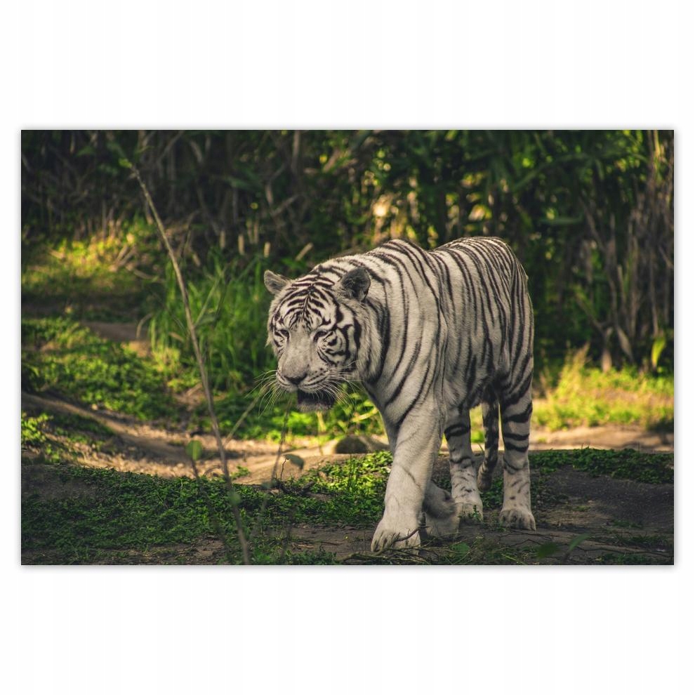 

Plakaty 60x40 Tygrys