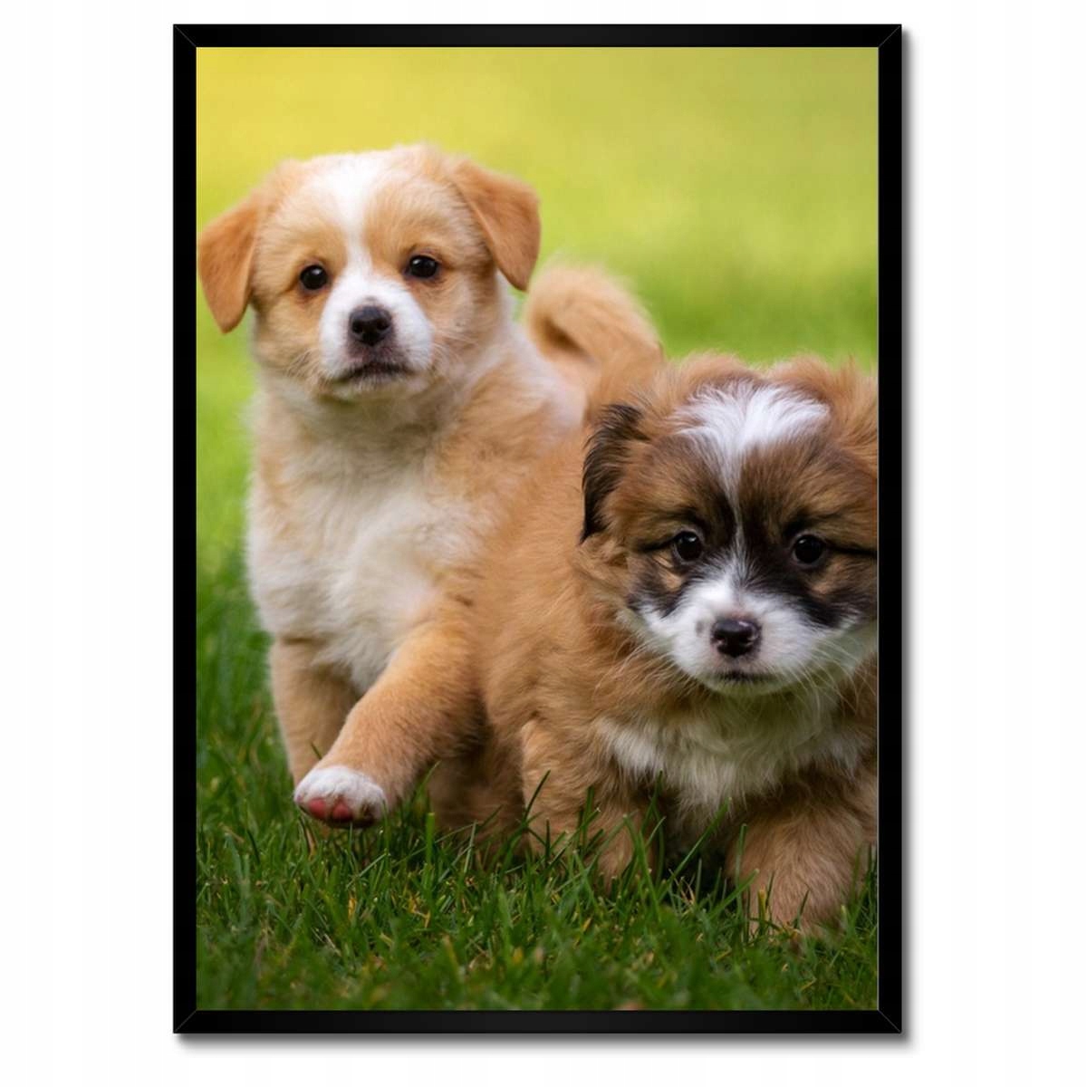 Plakáty v rámu 50x70 Pejsci