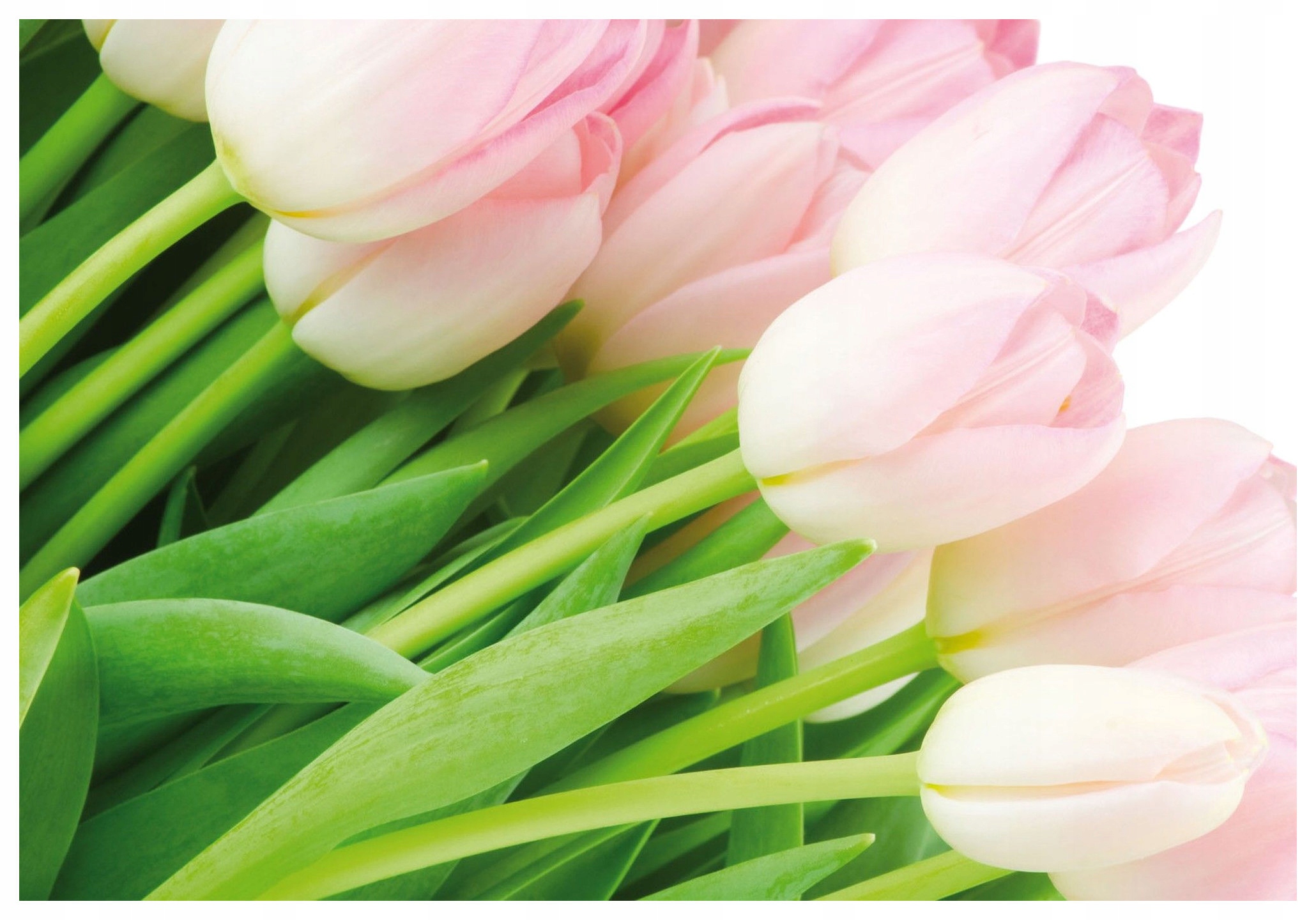 Fototapeta Tulipány Růžové sny Elegance květin 300x210 lepidlo