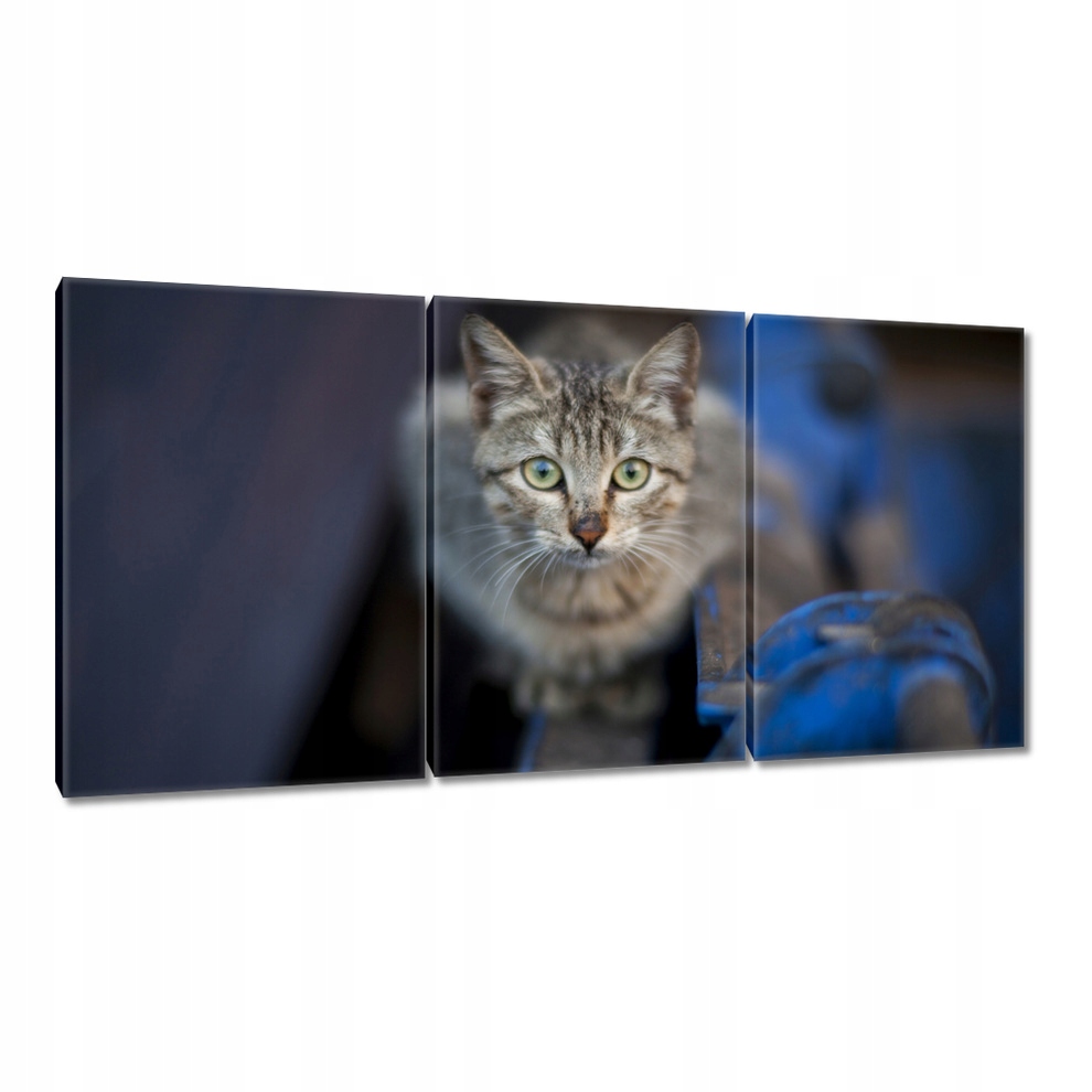 

Obrazy 120x60 Kot Kotek Kotki Kicia