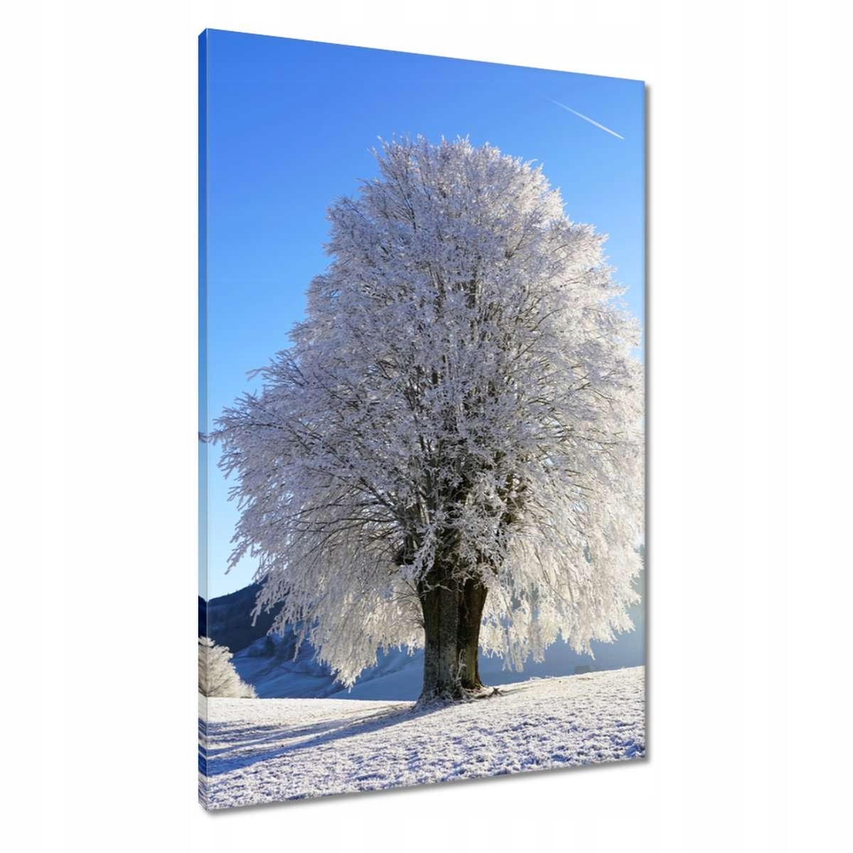 Obrazy 60x90 Zimní fotografie stromu