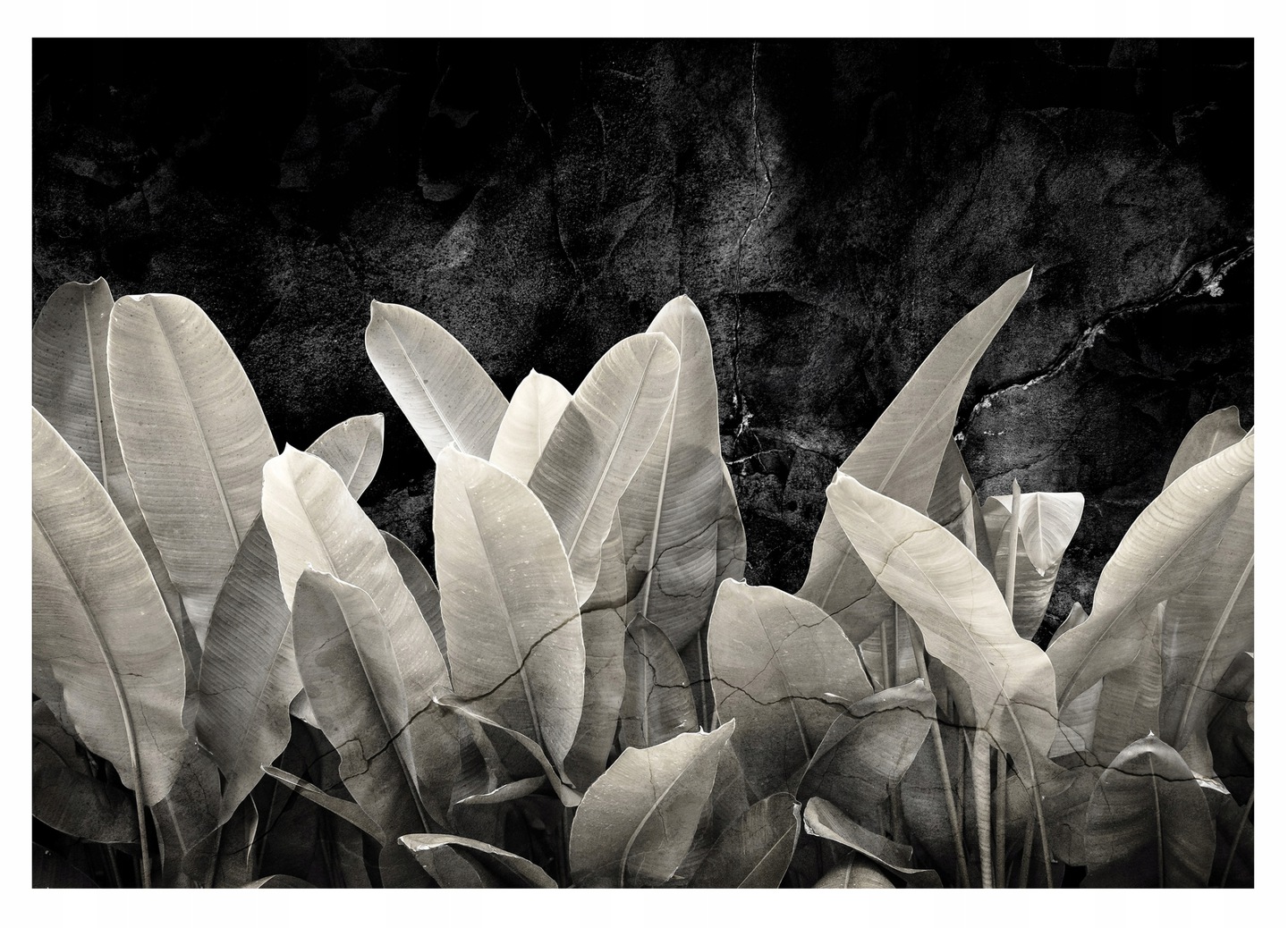 Fototapeta Banánové Listy Beton Imitace 312x219