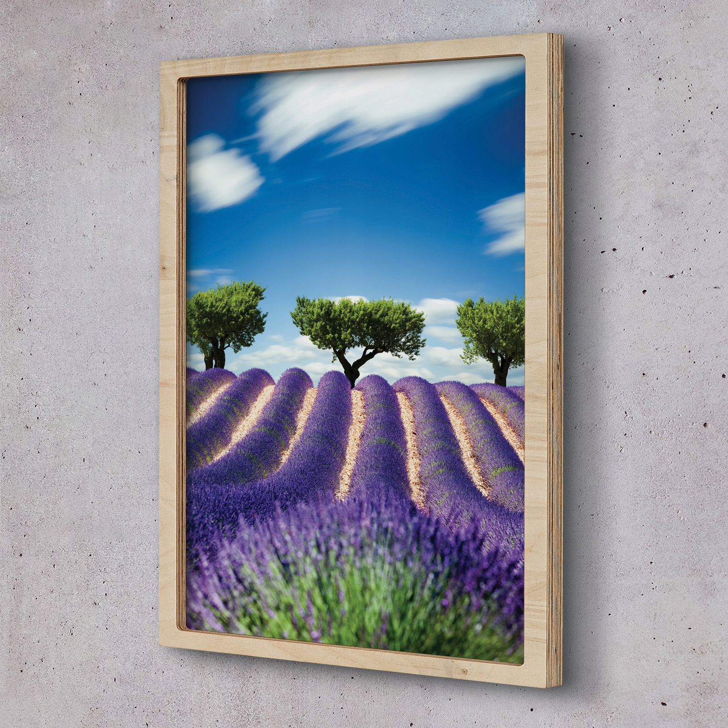 Obraz v rámu na zeď Levandule pole květiny 55x75