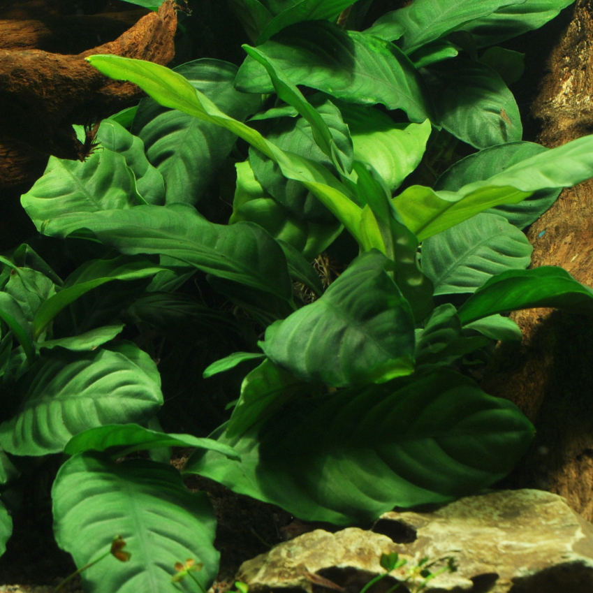Anubias barteri Coffeefolia - RA koszyk XXL