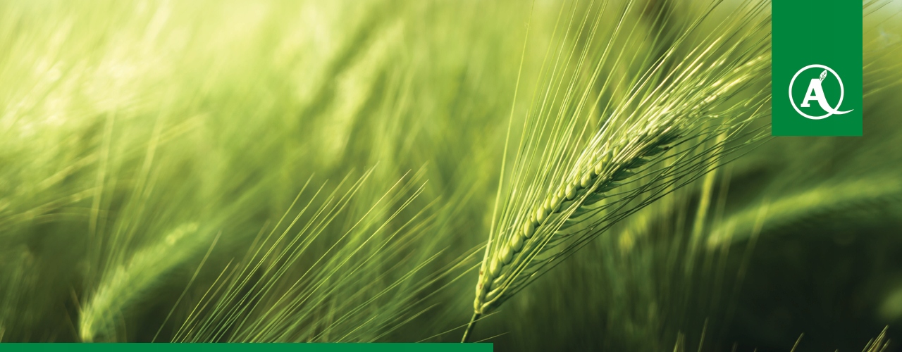 CHWASTOX EXTRA 300 SL 1L NA CHWASTY DWULIŚCIENNE W Zbożach Chwastobójczy Zastosowanie przeciwko chwastom