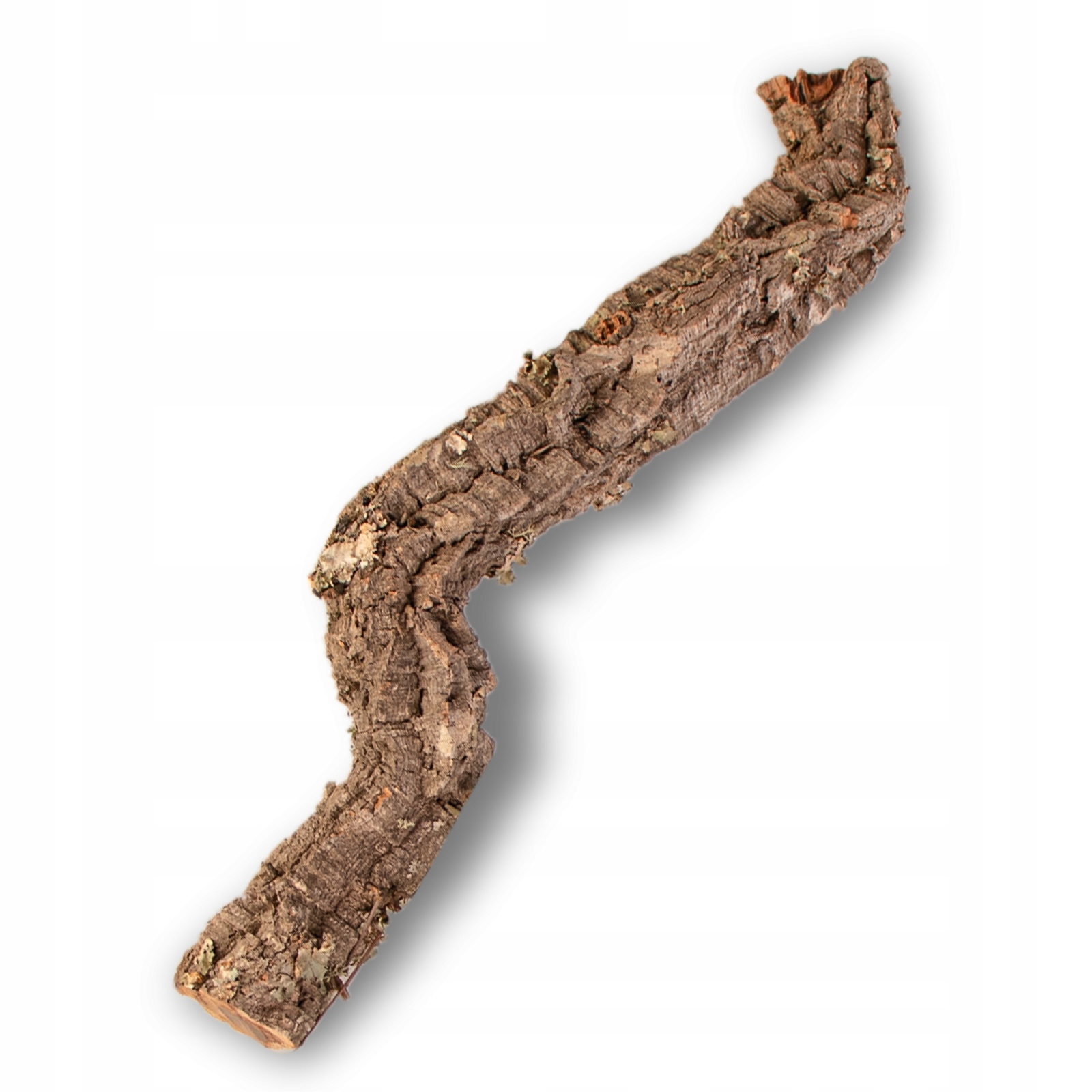 Levně Větev z korkového dubu 50cm