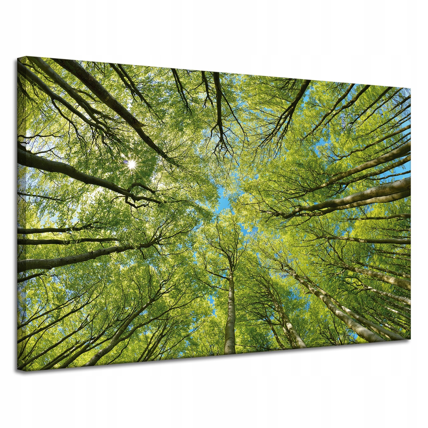 Obraz na plátně Listy Stromy Zeleň Slunce Nebe 120x80 cm