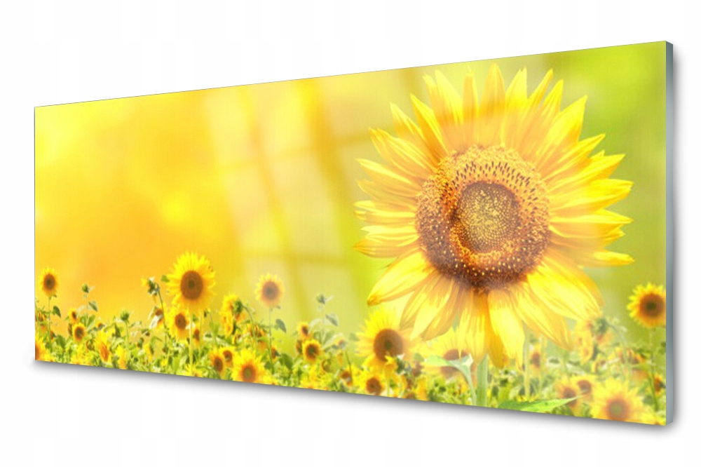 Sklenený panel do kuchyne Slnečnica Kvet 125x50