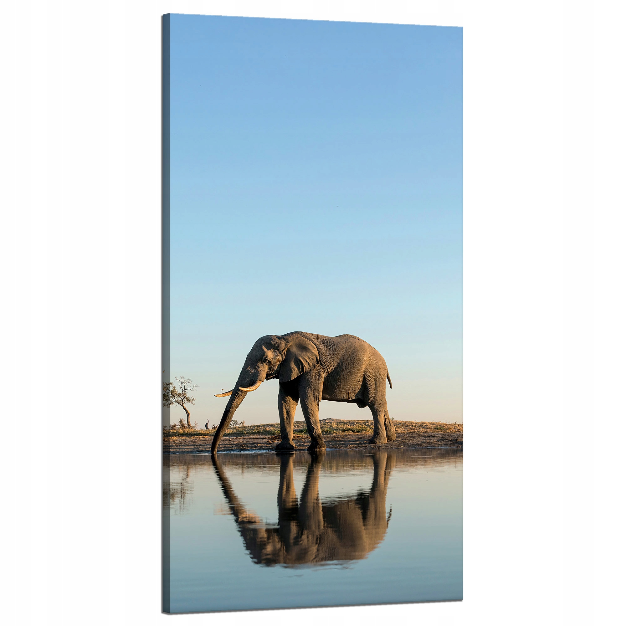 Obraz na plátně Slon pijící vodu v přírodním prostředí 60x120 cm