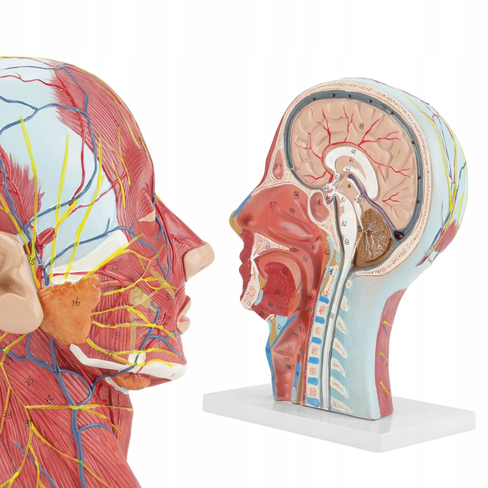 Anatomický Model Priečneho Prierezu Hlavy Človeka, Učenie Sa Anatómie 1:1